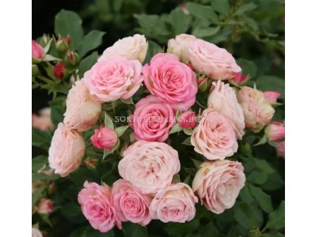 Роза Xenia (роза флорибунда) - Kordes - 1 брой - 3