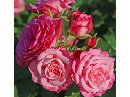 Роза Xenia (роза флорибунда) - Kordes - 1 брой - 1