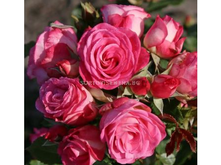 Роза Xenia (роза флорибунда) - Kordes - 1 брой - 4