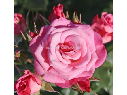 Роза Xenia (роза флорибунда) - Kordes - 1 брой - 2