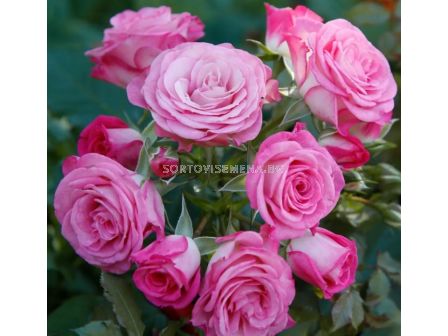 Роза Xenia (роза флорибунда) - Kordes - 1 брой - 5