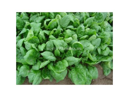 Семена Спанак VIROFLAY UP NORTH - 1 кг - AGRIS