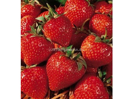 Ягоди Cambridge Favourite - Verpakt Edibles capper edibles Strawberry Cambridge Favourite