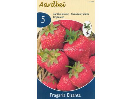 ягоди Elsantha - strawberry Elsantha