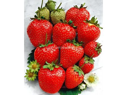 Ягоди (Strawberry) Ostara (целогодишни) - 1