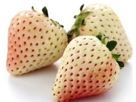 ягоди (Strawberry) White Pineberry  - 1