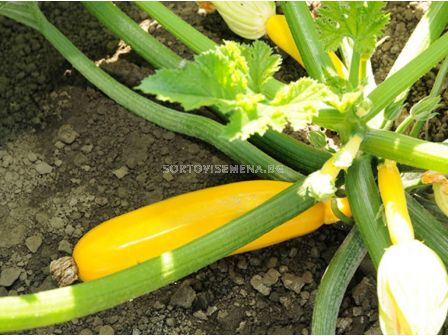 Семена Тиквички - жълти Йелоуфин Yellowfin F1 - 500 бр. - sortovisemena.bg Семена Тиквички - жълти Йелоуфин Yellowfin F1 - 500 бр.