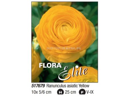 Ранункулус asiaticus yellow - Пакет: 1 оп. - 10 бр. - sortovisemena.bg Ранункулус asiaticus yellow - Пакет: 1 оп. - 10 бр.
