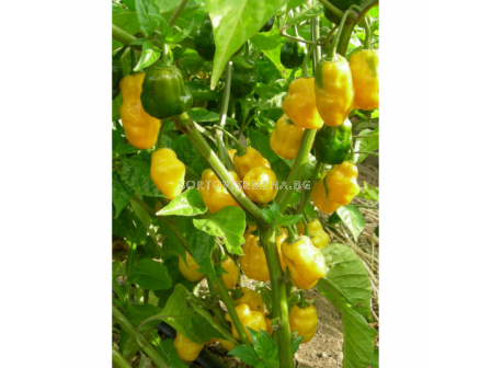 СЕМЕНА ПИПЕР ХАБАНЕРО ЖЪЛТ 100С PEPPER YELLOW HABANERO  