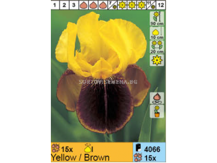 Ирис германика жълто-кафяв/ Iris Germanica Yellow/Brown - 1 брой