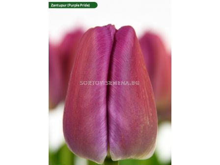 Лале darwin hybrid Purple Pride Zantupur - 1 бр.