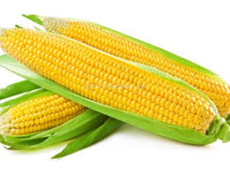 Семена Захарна царевица (Sugar corn) Tasty Gold F1