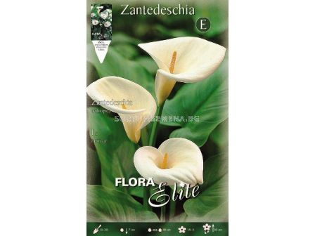 Кала (Calla) Zantedeschia Aethiopica