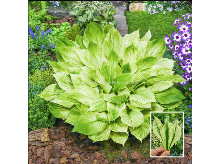 Хоста Zebra Stripes - 1 брой