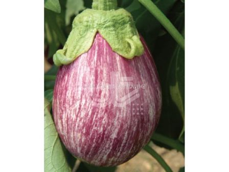 Семена шарен патладжан Зебра F1/ ABS - 500 семена