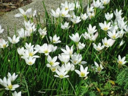 Зефирантес бял candida