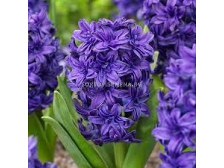 Зюмбюл/ Hyacinths double 'Twin Pearl' - 1 бр.