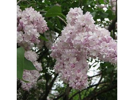 Люляк (Syringa Vulgaris Beauty of Moscow)	