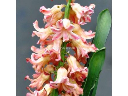 Зюмбюл Odysseus (двуцветен) - 1