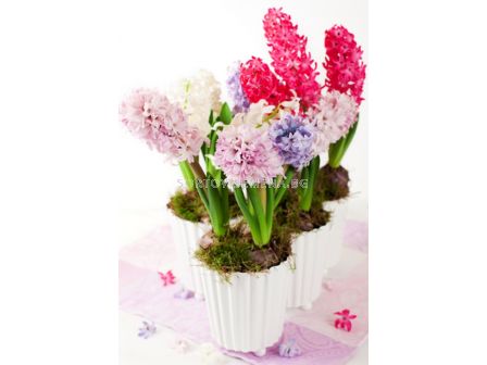 Зюмбюли - засадени - Hyacinths - planted