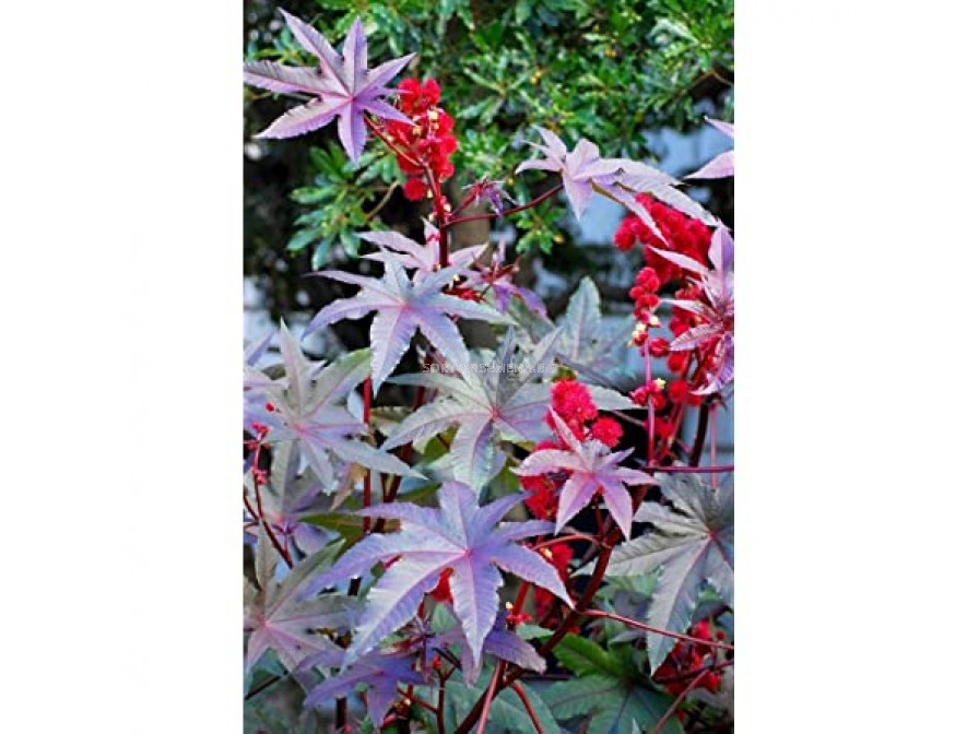 Семена Рицин /Ricinus communis red leaved/ LG 1 оп | Toraf - цветя ...