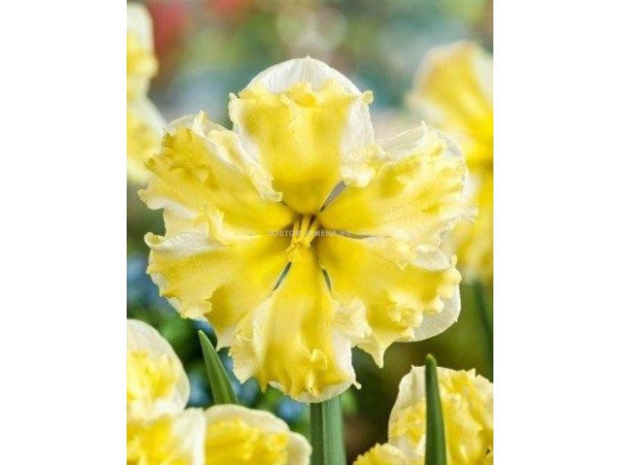 Нарцис (Narcissus) Banana Daiquiri 14/16 1 бр НарцисиLommerse and