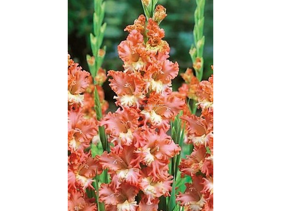 Гладиол (Gladiolus) Frizzled Coral Lace | Гладиоли | SortoviSemena.BG