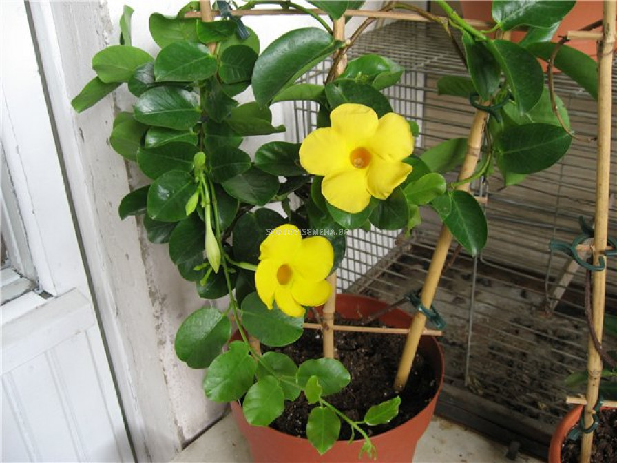 Дипладения (Dipladenia) Жълта | Декоративни храсти | SortoviSemena.BG