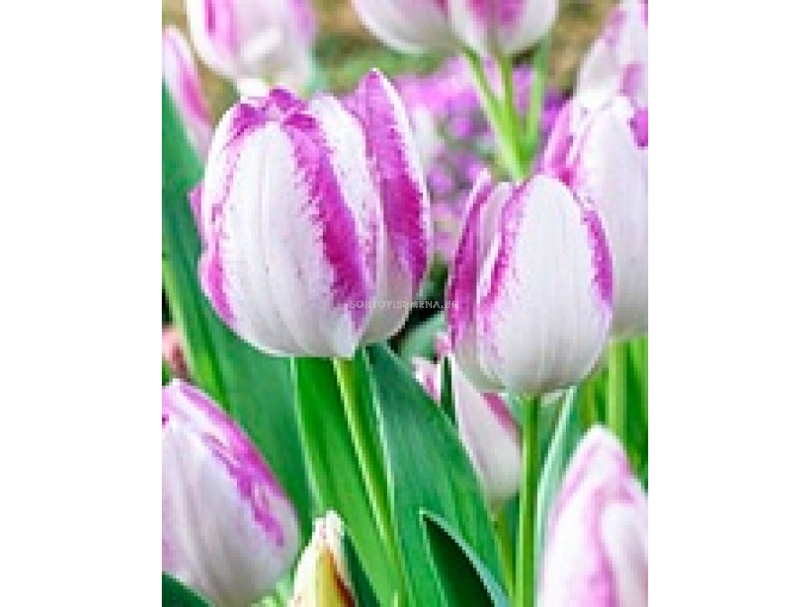 Лале (Tulip) Multiflora Del Piero ЛалетаLSCH. SortoviSemena.BG