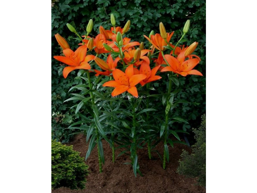 Лилиум / Lilium asiatic 'Orange Ton' / 1 бр ЛилиумиLSCH