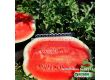 Семена Дини Нейзи F1 - Watermelon Naisy (KS 638) F1 - 1t