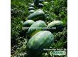 Семена Дини Нейзи F1 - Watermelon Naisy (KS 638) F1 - 2t