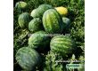 Семена Дини Нейзи F1 - Watermelon Naisy (KS 638) F1 - 3t