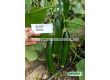 Семена Kраставици KS 195 (тип Beth Alpha) - 100 сем - 1t