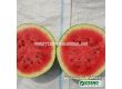 Семена Дини Кинби - Watermelon Kinbi (KS 160) F1  - 2t