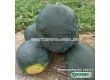 Семена Дини Кинби - Watermelon Kinbi (KS 160) F1  - 3t