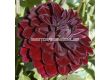 Далия Voo Doo - Dahlia Voo Doo - 1t - sortovisemena.bg Далия Voo Doo - Dahlia Voo Doo - 1t