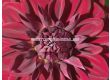Далия Voo Doo - Dahlia Voo Doo - 2t - sortovisemena.bg Далия Voo Doo - Dahlia Voo Doo - 2t