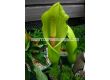 Аморфофалус напаленсис /Amorphophallus napalensis/  - 1t