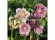 Кукуряк микс -  Helleborus Double Ellen Mixed - 3 бр. - 1t