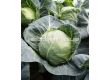 Семена зеле Канаяма F1 - cabbage Kanayama F1 - 100 сем - 1t