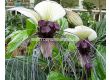 Орхидея на белия прилеп/ Tacca integrifolia/ 1 бр - 1t