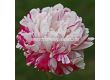 Божур-Paeonia Candy Stripe - 1 бр			 - 2t