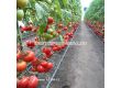 Семена Домати Акеми - Tomato Akemi (KS 204) F1 - 2t