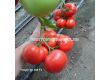 Семена Домати Акеми - Tomato Akemi (KS 204) F1 - 1t