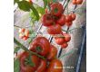 Семена Домати Акеми - Tomato Akemi (KS 204) F1 - 3t