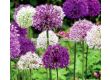 Алиум Микс - Allium Mix 4/5 - 1t