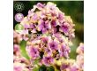Флокс Paniculata Sherbet Blend - 1 оп (1 коренище) - 2t