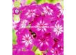 Флокс Paniculata Tatjana - 1 оп (1 коренище) - 2t