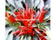 Семена Пипер люти чушки Nippon Taka - Pepper Chilies  Nippon Taka - 1t